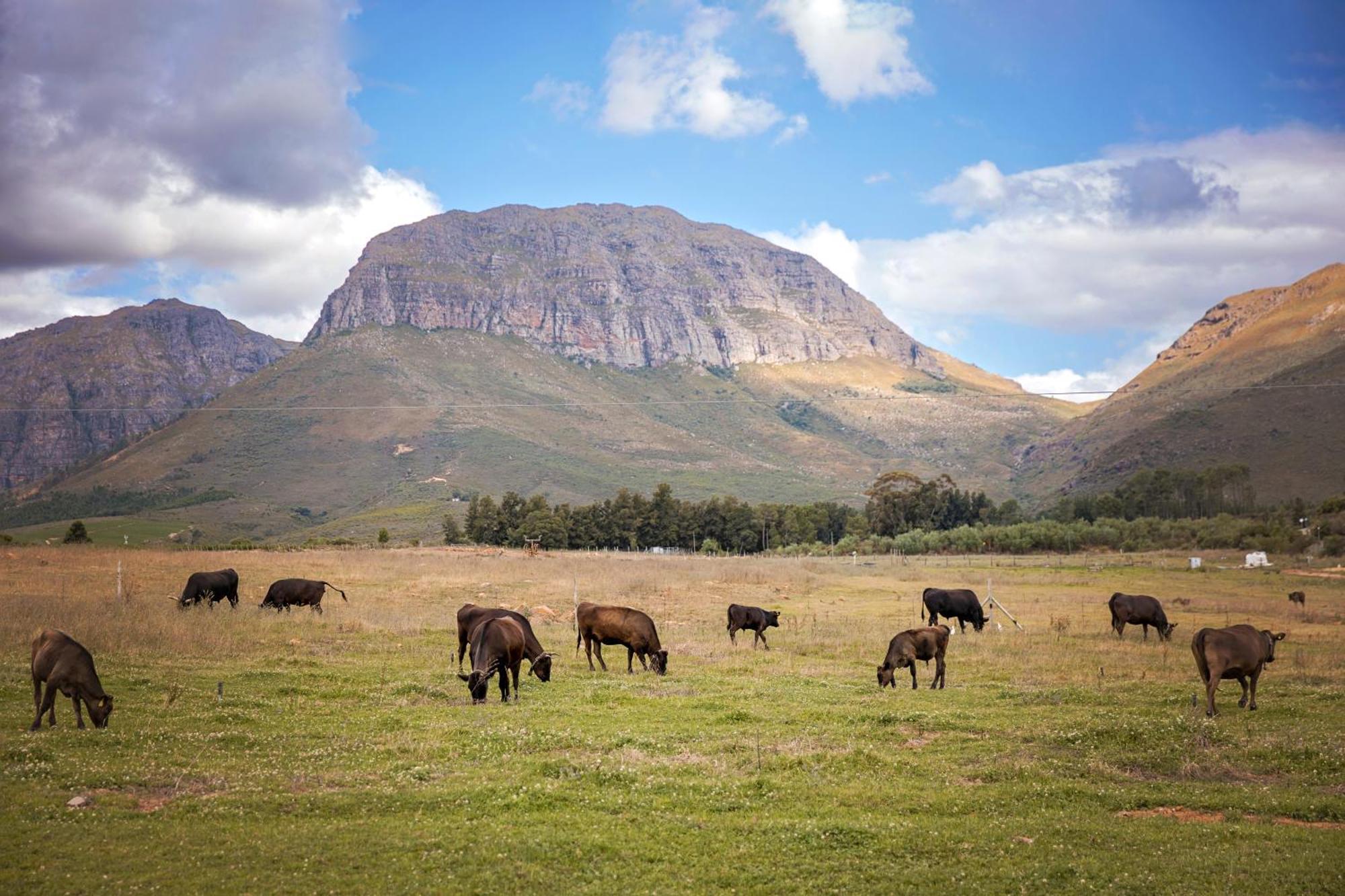 Wagyu Mountain Lodge Paarl Esterno foto